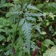 Blätterfoto Torilis japonica